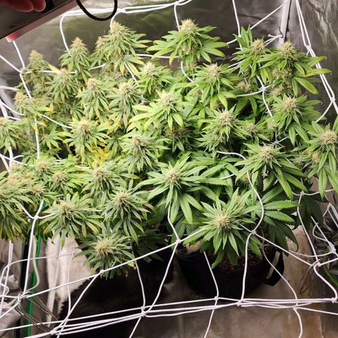 The Magus growlog timeline photo