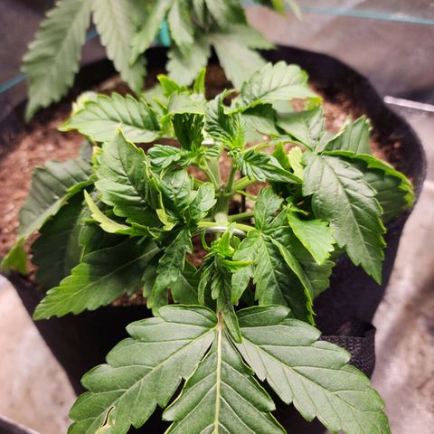 Methane #2 growlog timeline photo
