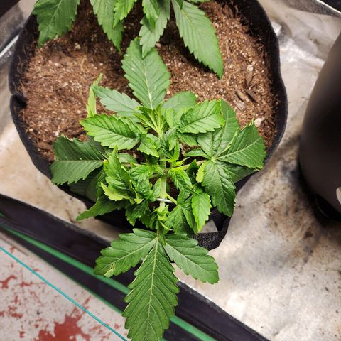 Methane #2 growlog timeline photo