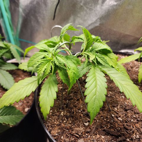 Mango Mrrr  #2 growlog timeline photo