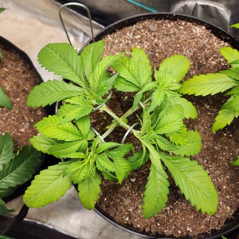 Mango Mrrr  #2 growlog timeline photo