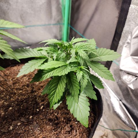 Gorilla Glue #2 growlog timeline photo