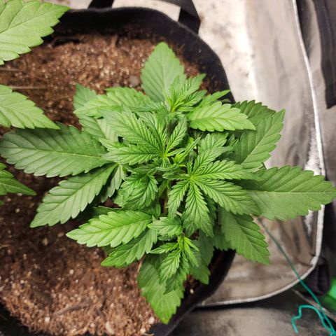 Gorilla Glue #2 growlog timeline photo