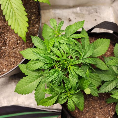 Gorilla Glue #1 growlog timeline photo