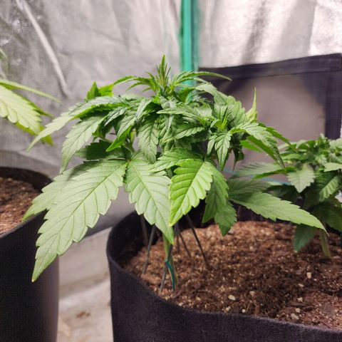 Gorilla Glue #1 growlog timeline photo