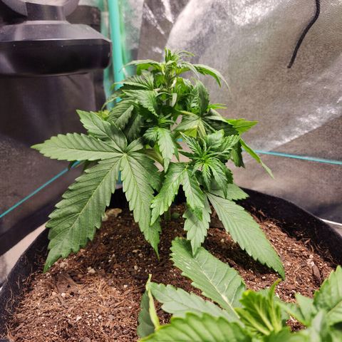 Methane #1 growlog timeline photo
