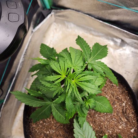 Methane #1 growlog timeline photo