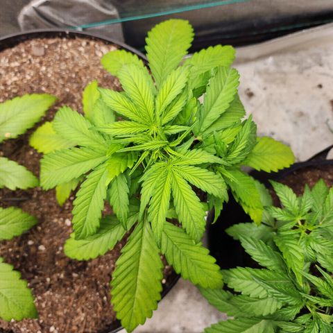Mango Mrrr  #1 growlog timeline photo