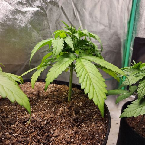 Mango Mrrr  #1 growlog timeline photo