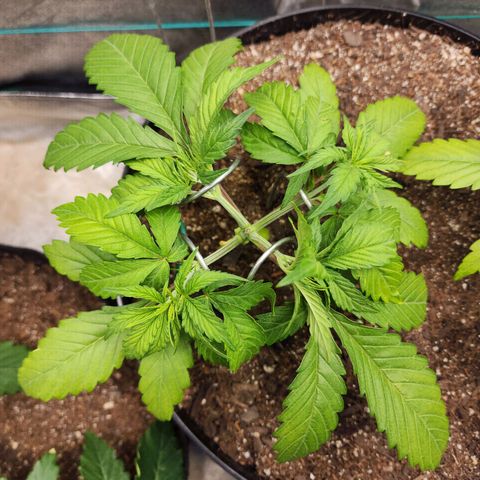 Mango Mrrr  #2 growlog timeline photo