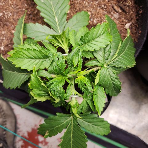 Methane #2 growlog timeline photo