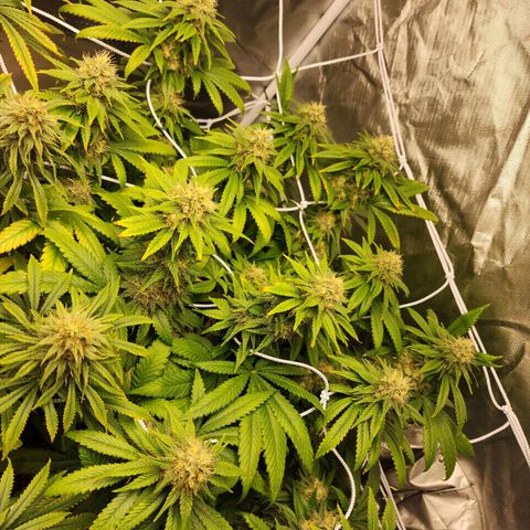 The Magus growlog timeline photo