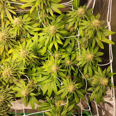 The Magus growlog timeline photo