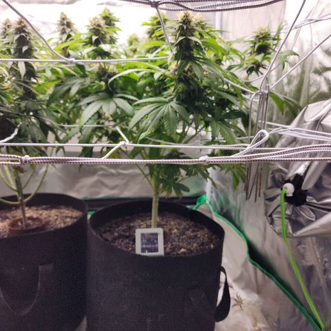The Magus growlog timeline photo