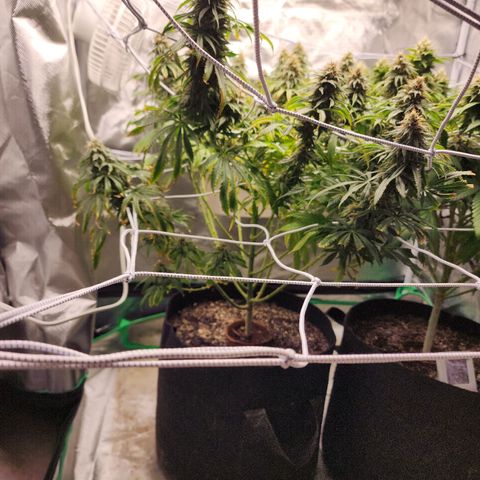 The Cleric growlog timeline photo