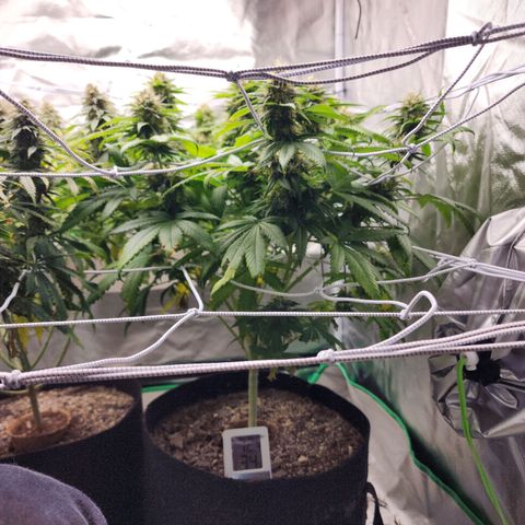 The Magus growlog timeline photo
