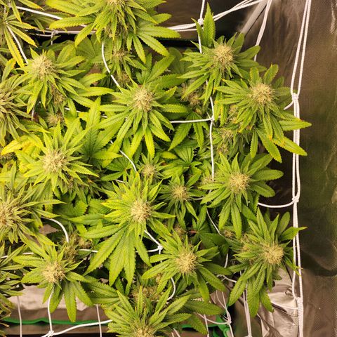 The Magus growlog timeline photo