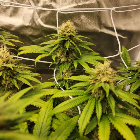The Magus growlog timeline photo