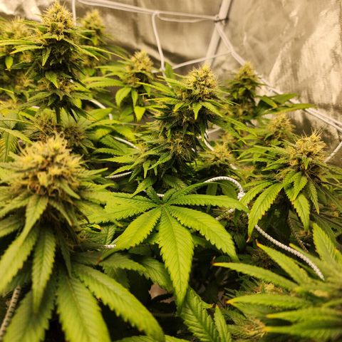 The Magus growlog timeline photo