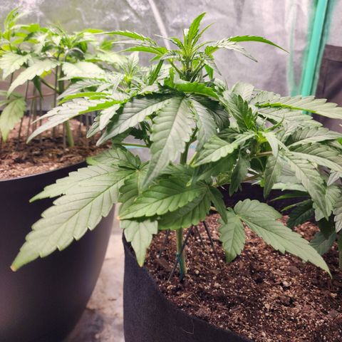 Gorilla Glue #1 growlog timeline photo