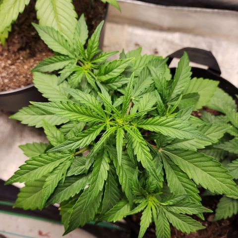 Gorilla Glue #1 growlog timeline photo