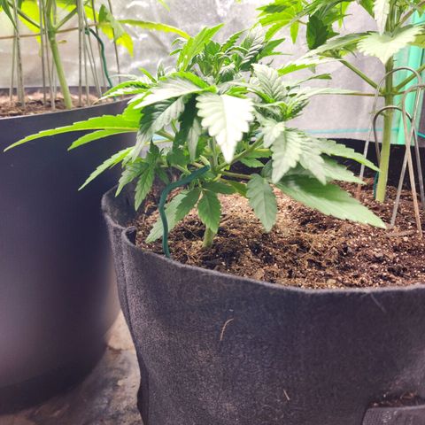 Gorilla Glue #2 growlog timeline photo