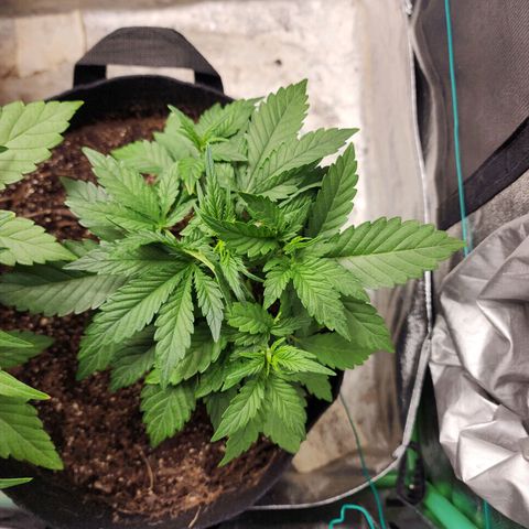 Gorilla Glue #2 growlog timeline photo