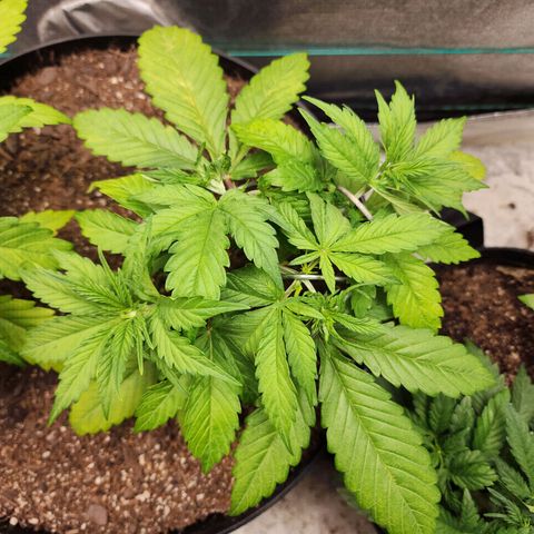 Mango Mrrr  #2 growlog timeline photo