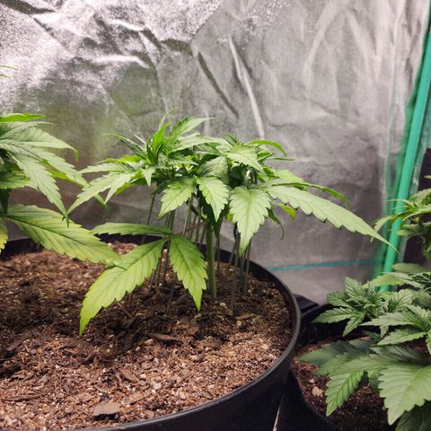 Mango Mrrr  #2 growlog timeline photo