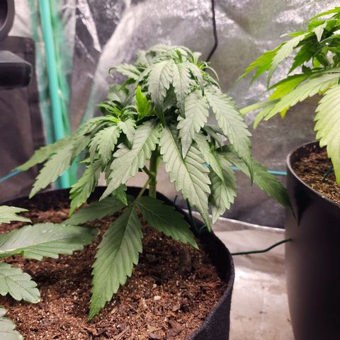Methane #1 growlog timeline photo