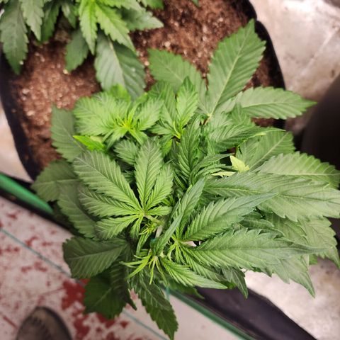 Methane #1 growlog timeline photo