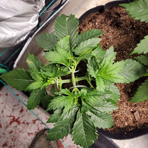 Methane #2 growlog timeline photo