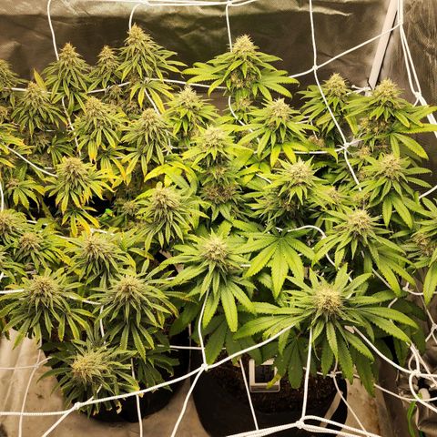 The Magus growlog timeline photo
