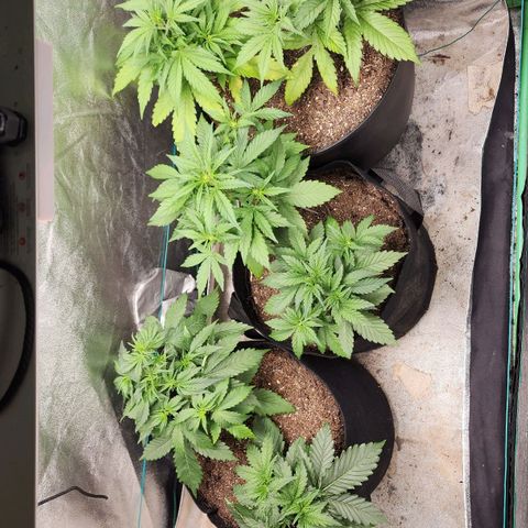 Gorilla Glue #1 growlog timeline photo
