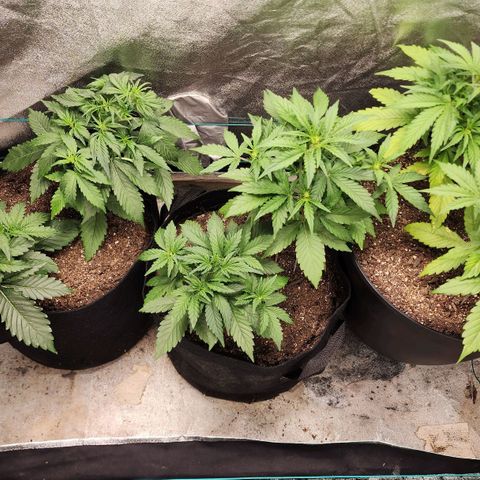 Gorilla Glue #1 growlog timeline photo
