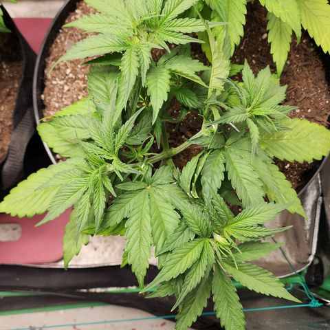 Mango Mrrr  #2 growlog timeline photo