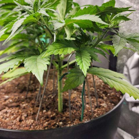 Mango Mrrr  #2 growlog timeline photo