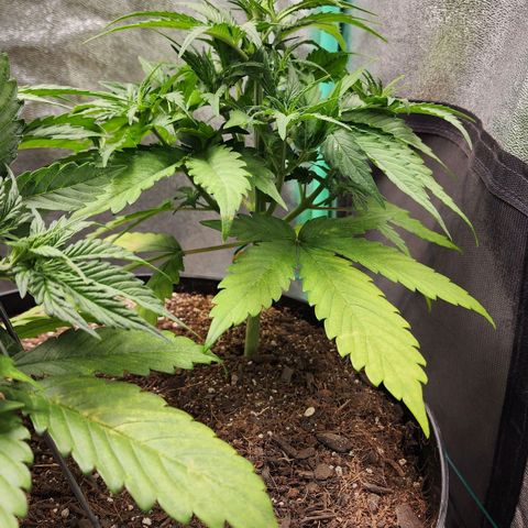 Mango Mrrr  #1 growlog timeline photo