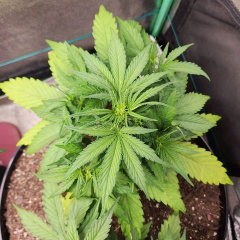 Mango Mrrr  #1 growlog timeline photo