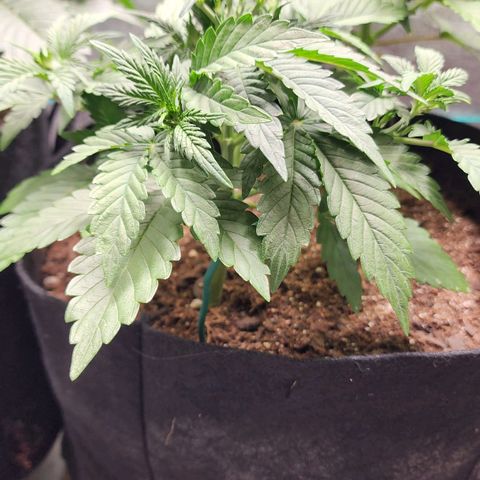 Gorilla Glue #2 growlog timeline photo