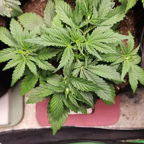 Gorilla Glue #2 growlog timeline photo