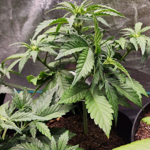 Gorilla Glue #1 growlog timeline photo