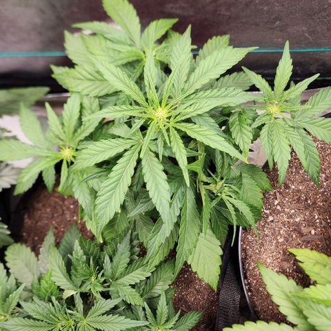 Gorilla Glue #1 growlog timeline photo