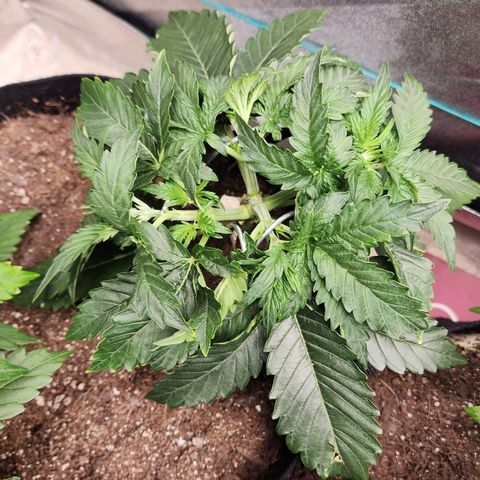 Methane #2 growlog timeline photo