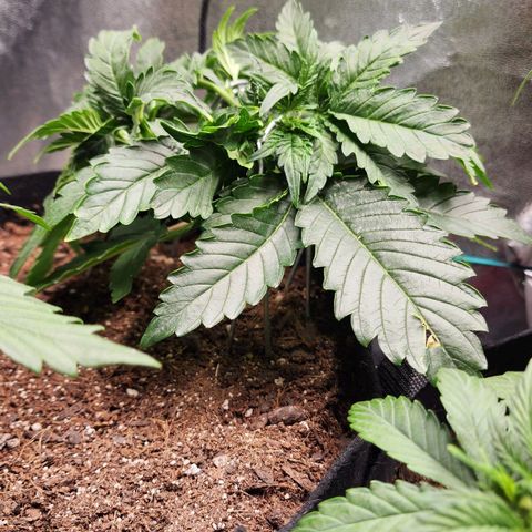 Methane #2 growlog timeline photo