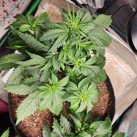 Methane #1 growlog timeline photo