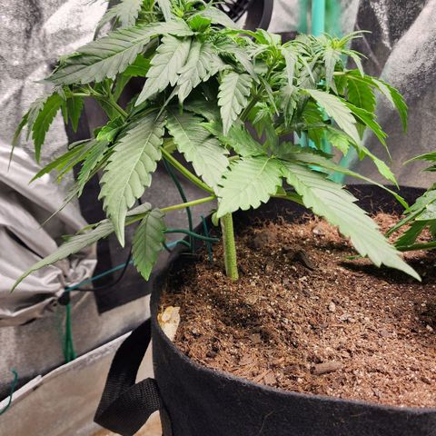 Methane #1 growlog timeline photo