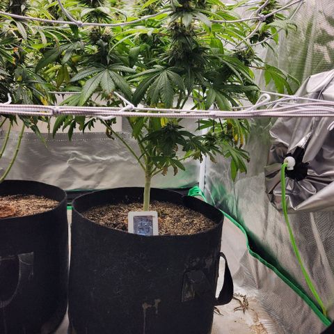 The Magus growlog timeline photo