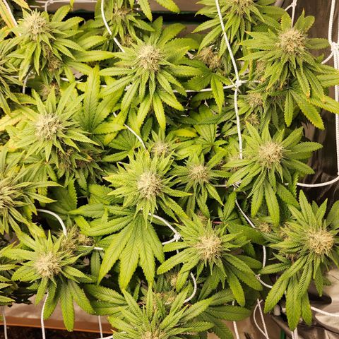 The Magus growlog timeline photo