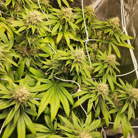 The Magus growlog timeline photo